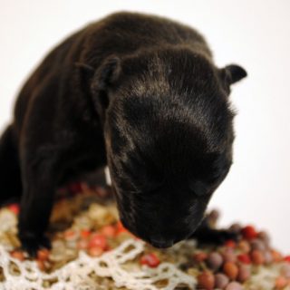 Taxidermy - Puppy, 2010