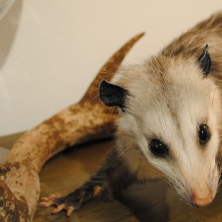Taxidermy - Opossum, 2011