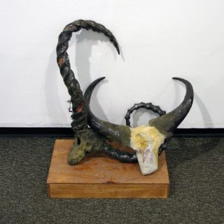 Trophy Skull Collection (detail), 2009