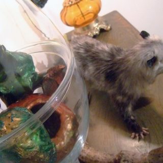 Opossum (Animals and Objects, detail), 2011